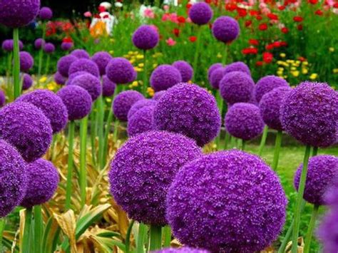 Buy Zcbang Rare Flower Seed 100 Pcs Blue Purple Giant Allium