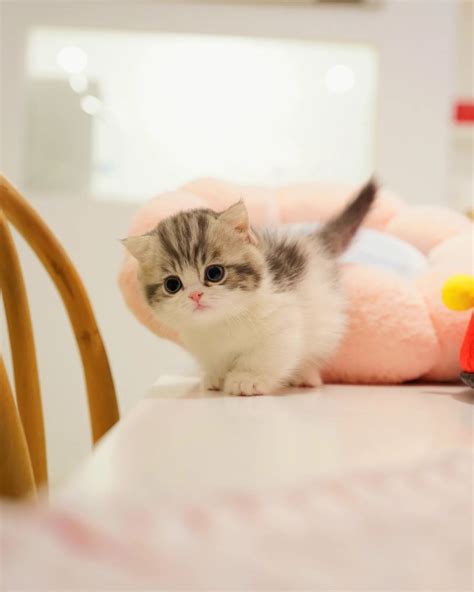 Munchkin Cats For Sale Munchkin Kittens For Sale
