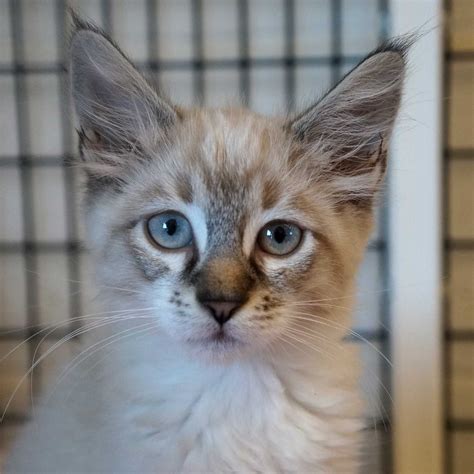 Dog Adoption San Diego - Adopt A Dog | Cat Adoption San Diego - Adopt A
