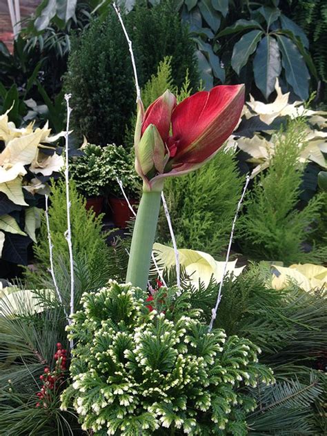 We guarantee a beautiful, blooming flower in the first year, but we cannot promise anything after that. An amaryllis getting ready to bloom | Plants, Amaryllis, Bloom