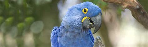 Hyacinth Macaw Animal Facts And Information