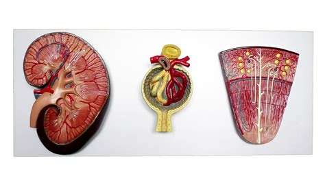 Anatomical Human Kidney Nephron And Glomerulus Model Organs Store