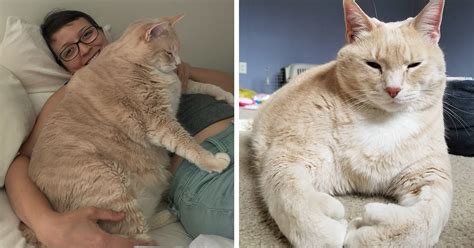 Amalaratna zandile dlamini, popularly known as doja cat, is a famous american r&b singer, rapper, and songwriter. We Fell In Love With This 33-Pound Cat, So We Decided To ...