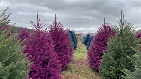 Wyckoffs Christmas Tree Farm Invites Customers To ‘remix Their Tree