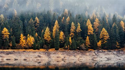 Forest 4k Wallpaper Woods Autumn Lake Foggy Mist Fall Reflection