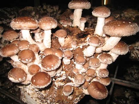 How To Grow Edible Mushrooms The Housing Forum