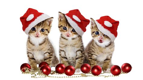 Cute Kittens With Santa Hat In White Background Hd Kitten Wallpapers