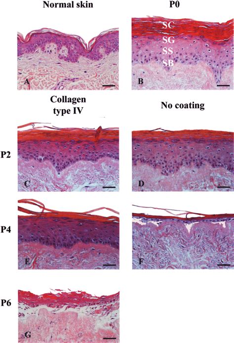 Histology Of The Reconstructed Epidermis Hematoxylin And Eosin Stained