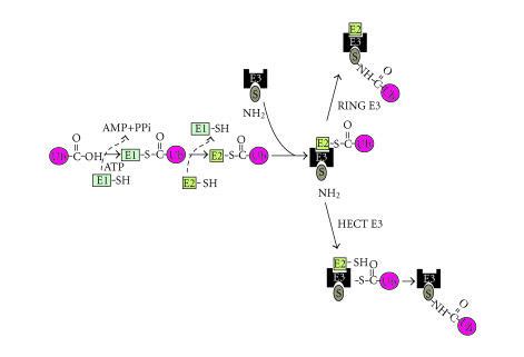 A Schematic Representation Of Substrate Ubiquitination See