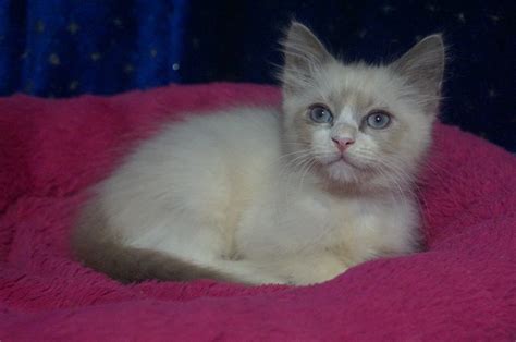 Ragdoll Kitten For Sale Blue Lynx Male Ragdoll Kittens For Sale