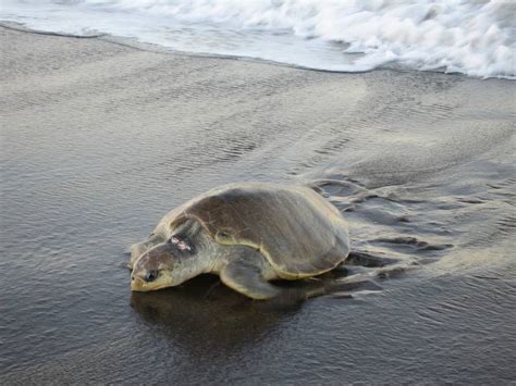 En Playas Denuncian Faenamiento De Tortuga En Peligro De Extinci N