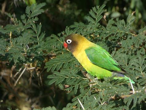 Check spelling or type a new query. Yellow-collared lovebird - Agapornis personatus | Kenya ...