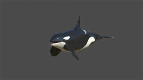 Killer Whale Orca 3d Model Turbosquid 1645110