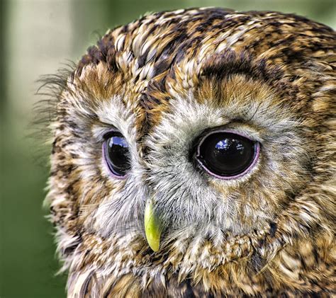 Tawny Skeyes Tawny Owl Taken At Windmill Animal Farm Ormskirk Uk