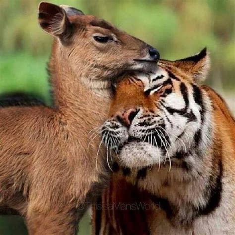 Animal Odd Couples Unlikely Animal Friends Unusual Animals Animals