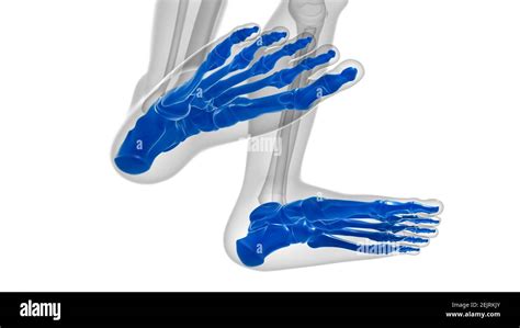 Human Skeleton Foot Bones Anatomy For Medical Concept 3d Illustration