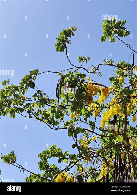 Cassia Fistula Golden Shower Purging Cassia Indian Laburnum Kani Konna Or Pudding Pipe Tree