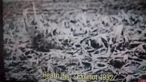 Very Rare Footages Of Extinct Species Which Extinct From The Mother