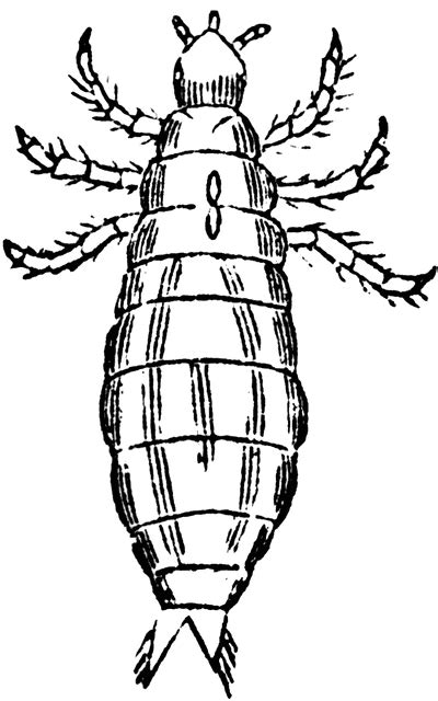 Click on the picture you like to go to the download page. Magnified Louse | ClipArt ETC