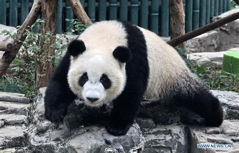 Twin Baby Pandas Arrive At Beijing Zoo Do Stupidly Cute Panda Stuff