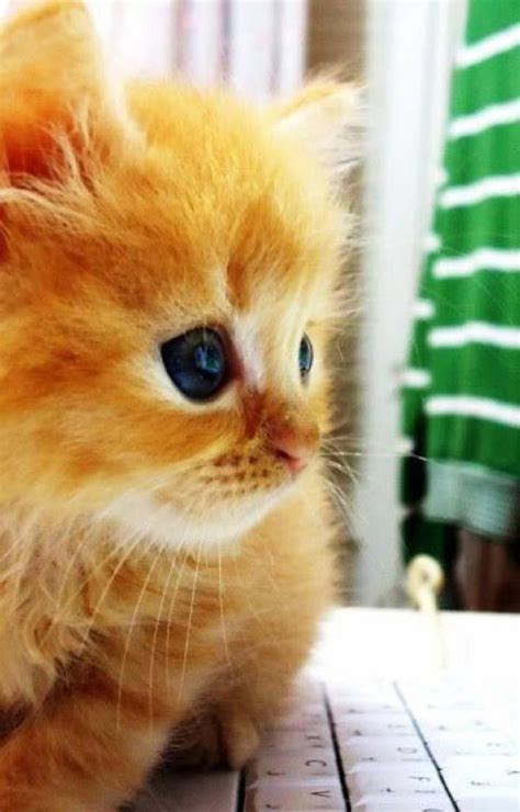 Adorable Ginger Kitty Click To See Loads Of Great Pictures Of Cats