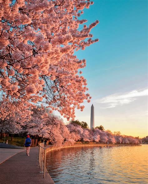Guide To The National Cherry Blossom Festival In Washington Dc