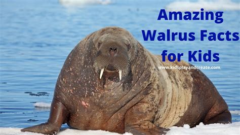 Amazing Walrus Facts For Kids Kids Play And Create
