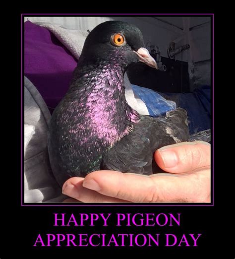 Violet Says Happy Pigeon Appreciation Day Appreciation Pigeon Day