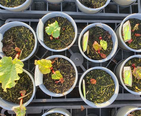 Hettys Herbs And Plants Rhubarb Victoria Rheum Rhabarbarum ‘victoria