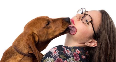 Obsessive Dog Licking Cesars Way