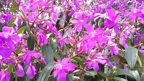 Tibouchina semidecandra flowers - princess flower ...