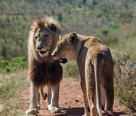 African Lion Facts Habitat Diet Behavior