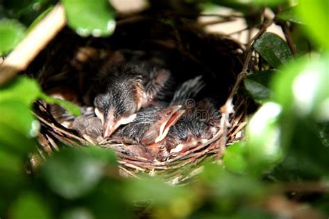 Baby Birds In The Nest Stock Image Image Of Beautiful 43425035