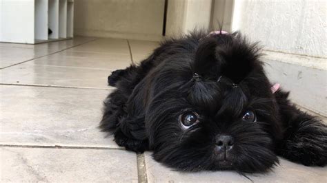 Black shih tzu puppy wallpaper. Black Shih Tzu Puppy Pictures (With images) | Shih tzu ...