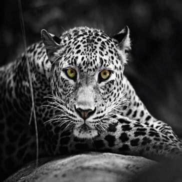 17 Best images about Zedge on Pinterest | It is, Purple ...