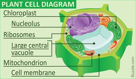 Draw the diagram of animal cell and plant cell. Images Of Plant Cell Diagram Awesome A Labeled Diagram Of ...