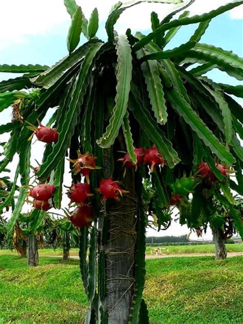 They appear as keychains which hang off a weapon, and are earned through completion of quests, challenges, or any suitable loot source, with some available only through cosmetic dlc packs or seasonal events. Growing dragon fruit: a 7-year exercise in patience ...