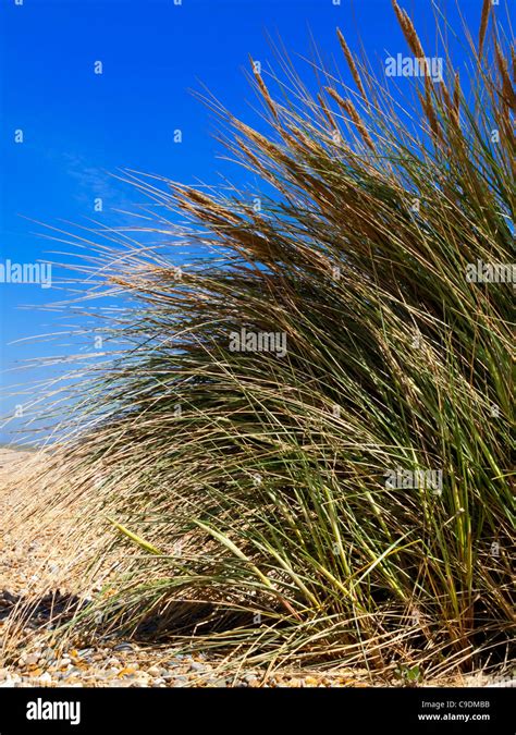 Grass Growing On A Shingle Beach Near Kessingland On The Suffolk Coast