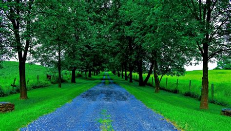 Road Trees Field Landscape Wallpapers Hd Desktop And Mobile