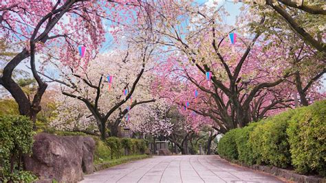 Japans Cherry Blossoms Are Expected To Bloom Earlier Than Usual This Year