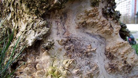 Den „schwarzen pilz gibt es nicht erst seit corona. Pilz, Krankheit oder Mutation? - Pilzbestimmung - 123Pilzforum