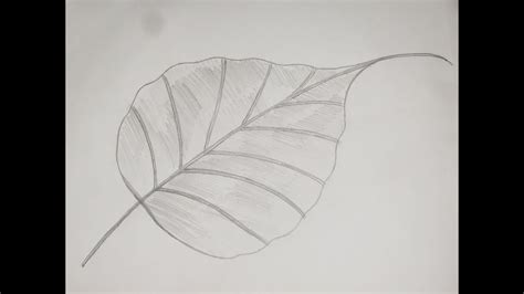How To Draw And Sketch Ficus Religiosa Peepal Leaf 6 Youtube