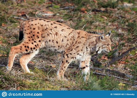 The Eurasian Lynx Lynx Lynx Walking Through A Meadow Lynx In Its