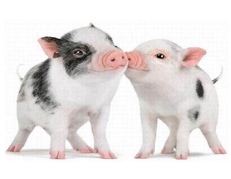 Pig Kiss Flickr Photo Sharing