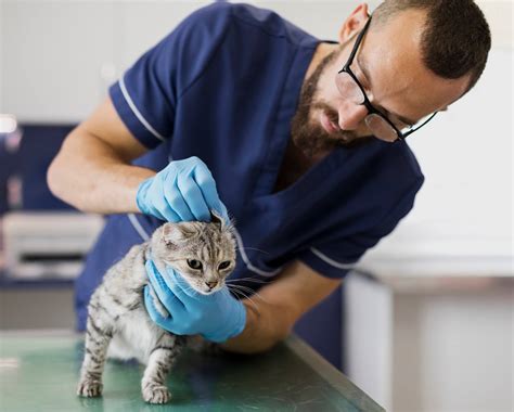 Instead it will identify which registry should be contacted when a lost pet is scanned and a microchip number is identified. How to Find a Lost Cat with a Microchip