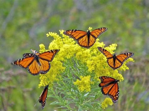Monarch Butterfly Numbers Up 144 At Mexico Wintering Grounds Cbc News