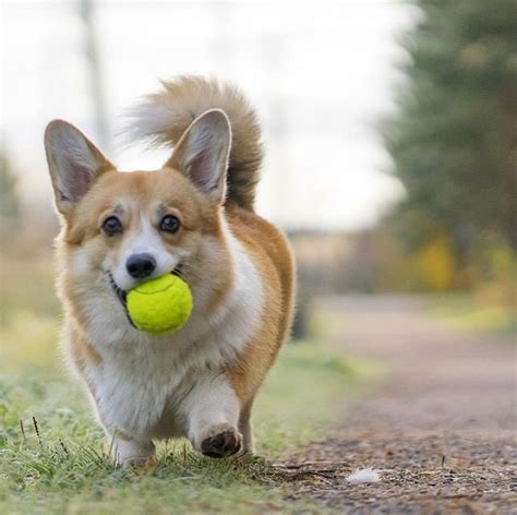 Corgi Lovers 🐾 On Instagram “play With Me 🥎 Please Do Not Offer Basketball 😬🏀⁠ ⠀﻿⁠ 👫 Tag A