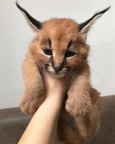 This Is A Baby Caracal Cute Animals Baby Caracal Funny Animals