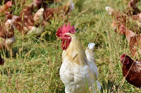 8 Of The Best Egg Laying Chickens For Backyard Farmers Garden And Happy