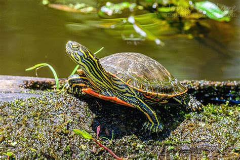 Western Painted Turtle Native To North America